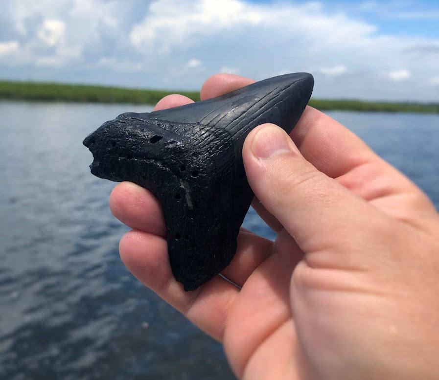 The Hunt for Giants: Diving for Megalodon Teeth in South Carolina