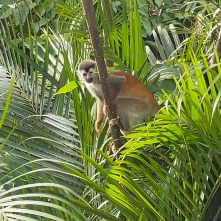 Embracing Nature: A Magical Morning with White-Faced (Capuchins) Monkeys in Costa Rica