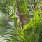 Embracing Nature: A Magical Morning with White-Faced (Capuchins) Monkeys in Costa Rica